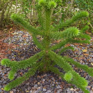 Araukária andská (Araucaria araucana) ´IMBRICATA´ - výška 60-80 cm, kont. C25L (-18°C)